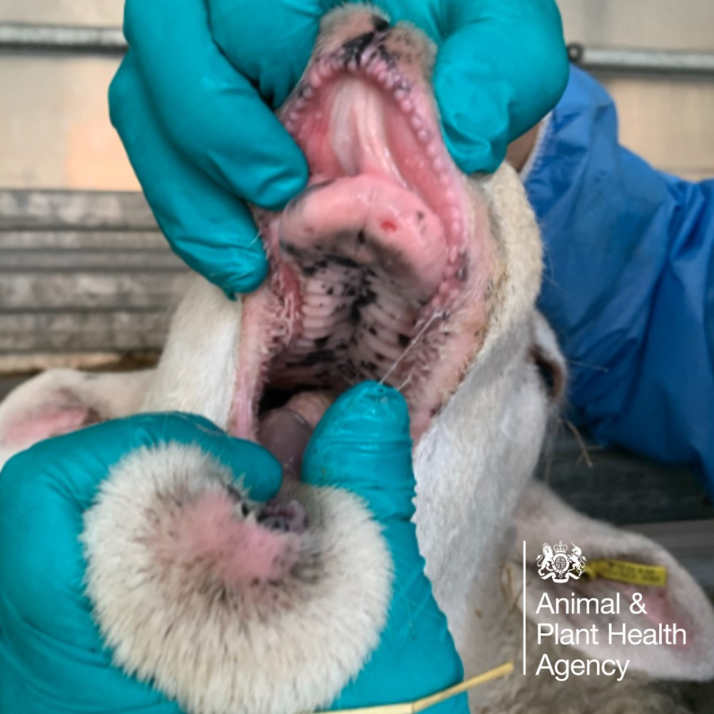 Sheep with ulcers or sores in the mouth